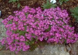Pink Rock Cress Rock Garden Ground Cover Pink Perennials Plants Rock Garden