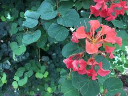 Image result for Bauhinia galpinii