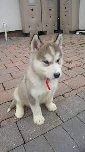 Diunggah pada senin, 05 desember 2016. This Is 8 Week Old Maple The Alaskan Malamute She Loves Chewing On Grass Howling At Cars And Taking Long Naps Http Alaskan Malamute Husky Puppy Malamute