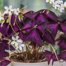 Maybe you would like to learn more about one of these? 8 Tanaman Hias Berdaun Warna Ungu Yang Bisa Jadi Dekorasi Rumah Halaman All Kompas Com