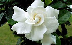 Gardenia Jasminoides August Beauty Cape Jasmine Gardenia Plant Fragrant Flowers Jasmine Flower