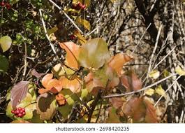 Image result for Smilacaceae