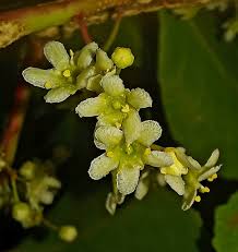 Image result for Eriosema psoraleoides