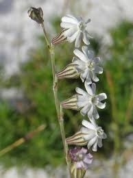 Image result for Silene burchellii
