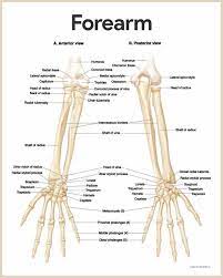 A regional study of human structure. Skeletal System Anatomy And Physiology Nurseslabs