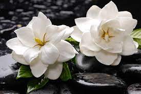 Gardenia Pielor Cosmetics Facial Hair Care Beauty Products