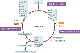 Using Light Energy To Make Organic Molecules Openstax Biology 2e
