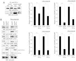 Dec 16, 2014 · affected individuals can experience severe mucocutaneous bleeding, bleeding into the muscles and joints, joint damage, and the development of multiple hematomas. Differential Contribution Of Protein Phosphatase 1a To Cell Transformation Of Different Cell Types