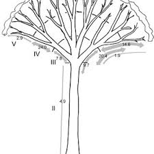 Image result for Diceratostele gabonensis