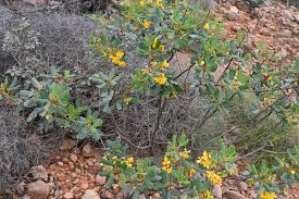 Image result for Ferraria glutinosa