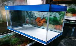 Di habitat aslinya, ikan ini bisa tumbuh hingga 35 cm, lho. Cara Merawat Ikan Hias Panduan Lengkap Untuk Pemula