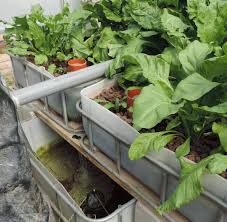 Aquaponics In Palestine Home Facebook