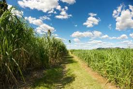 sugar cane palm oil and biofuels in