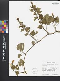 Image result for Turbina corymbosa