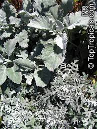 Image result for Senecio mariettae