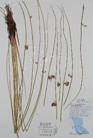 Image result for Juncus lomatophyllus