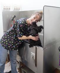 Check spelling or type a new query. Pet Grooming Salon Cat Dog Grooming Service Shop In Silverdale At Naturally 4 Paws