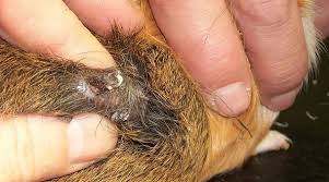 Check spelling or type a new query. Abszess Beim Meerschweinchen Meerschwein Sein