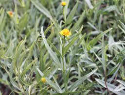 Image result for Pascalia glauca