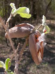 Image result for Secamone delagoensis