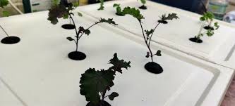 Build your own window herb garden system. How To Build Your Own Easy Hydroponic System A Beginners Guide
