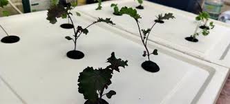 Here is the tutorial video for it. How To Build Your Own Easy Hydroponic System A Beginners Guide
