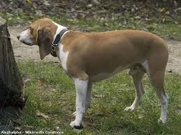 Image result for švycký honič