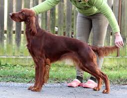 Image result for irský setr