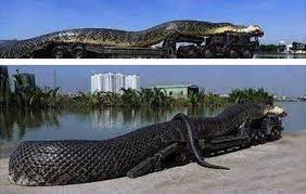 Largest Rattlesnake Ever Thiking Largest Anaconda Snake Ever Found 2 Worlds Largest Snake Ever World S Largest Snake Anaconda Snake Largest Snake