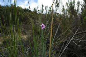 Image result for Dierama cupuliflorum