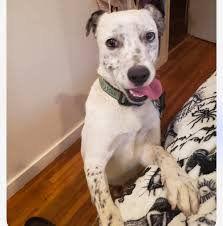 Ashe County Animal Control