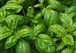 Diet and nutrition ideas · check our website today Buy Online Basil Genovese Organic Sweet Basil Locally Grown