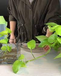 How To Propagate A Neon Pothos Full Vid In My Igtv Sending Happy Plant Vibes To All Peace Love Plants Neon Pothos Pothos In Water Propagating Plants