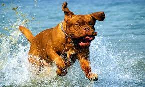 What Is The Mastiff Lifespan Canna Pet