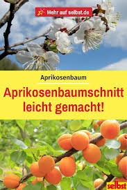 Aprikosenbaum Schneiden Selbst De In 2020 Aprikosen Baum Baum Schneiden