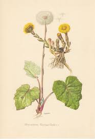 1954 Tussilago Antique Print Vintage Lithograph Tussilago Etsy Botanical Drawings Botanical Prints Botanical Illustration