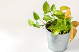 They grow best when kept barely. What Yellow Leaves On Your Houseplant Mean Better Homes Gardens