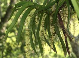 Image result for Diaphananthe