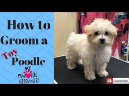 Check spelling or type a new query. Pet Groomers Near Me Cheap Online