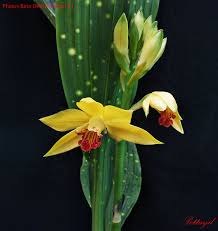 Image result for Phaius occidentalis