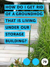 Learn How Do I Get Rid Of A Groundhog That Is Living Under Our Storage Building How To Guides Tips And Tricks Get Rid Of Groundhogs Groundhog Groundhog Repellant