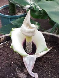 Image result for Amorphophallus goetzei