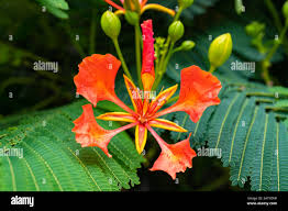 Image result for Delonix