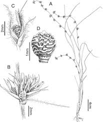 Image result for Scleria melanotricha