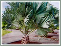 Image result for Latania loddigesii