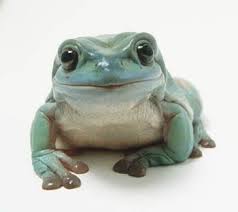 Dumpy tree frog cute frogs with hats. This Is Easily The Cutest Tree Frog We Ve Ever Seen Whites Tree Frog Tree Frogs Pet Frogs