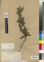Image result for Rhoicissus digitata