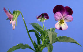 Image result for Violaceae