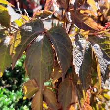 Image result for Parthenocissus