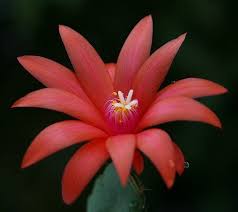They have long branches with pointed joints, and they bloom in many colors, including red, white, and pink. Christmas Cactus Full Guide About Xmas Cacti
